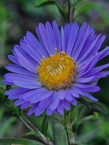 Detailed macro view of a purple flower with bright blue-purple petals and a textured yellow center.