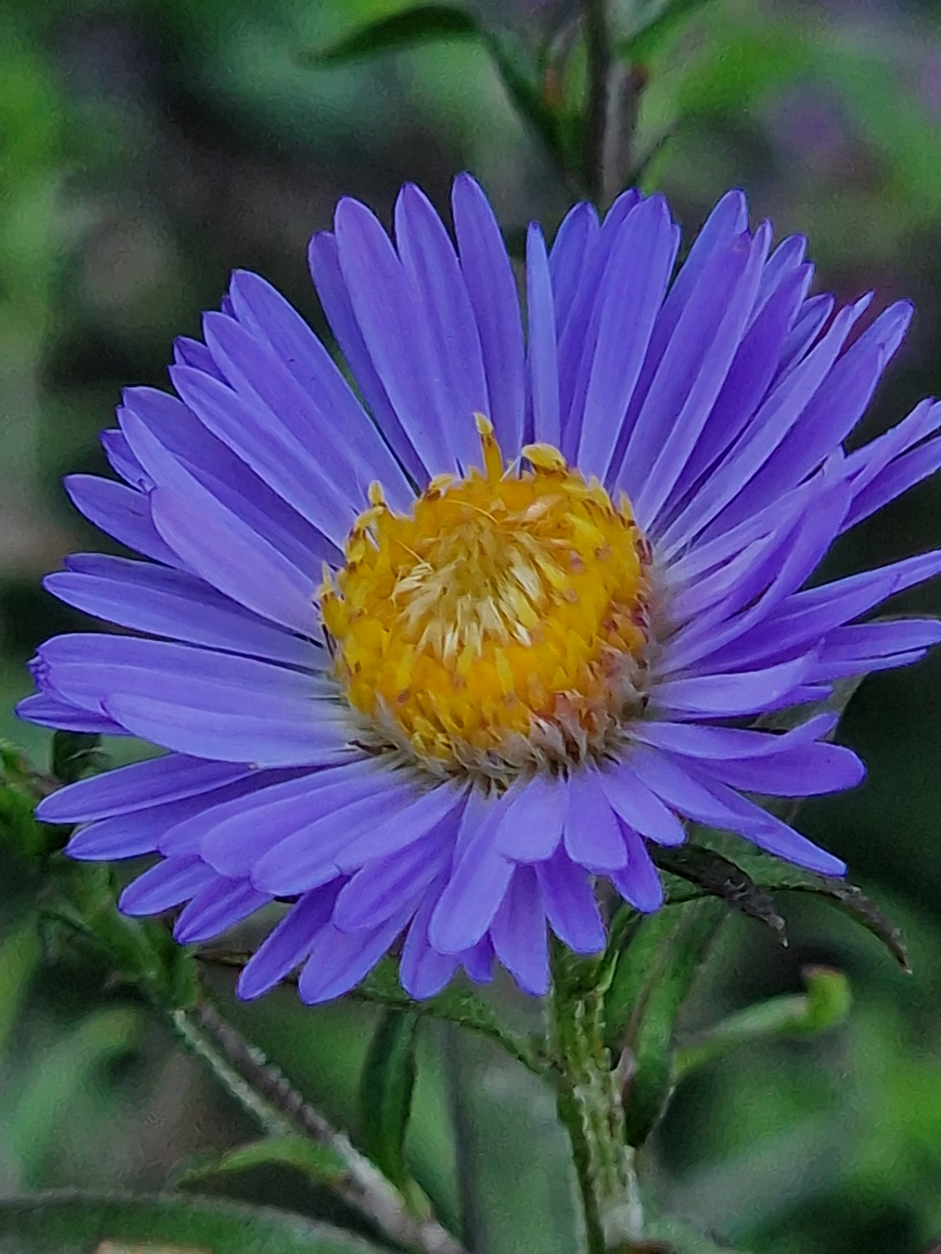 Detailed macro view of a purple flower with bright blue-purple petals and a textured yellow center.