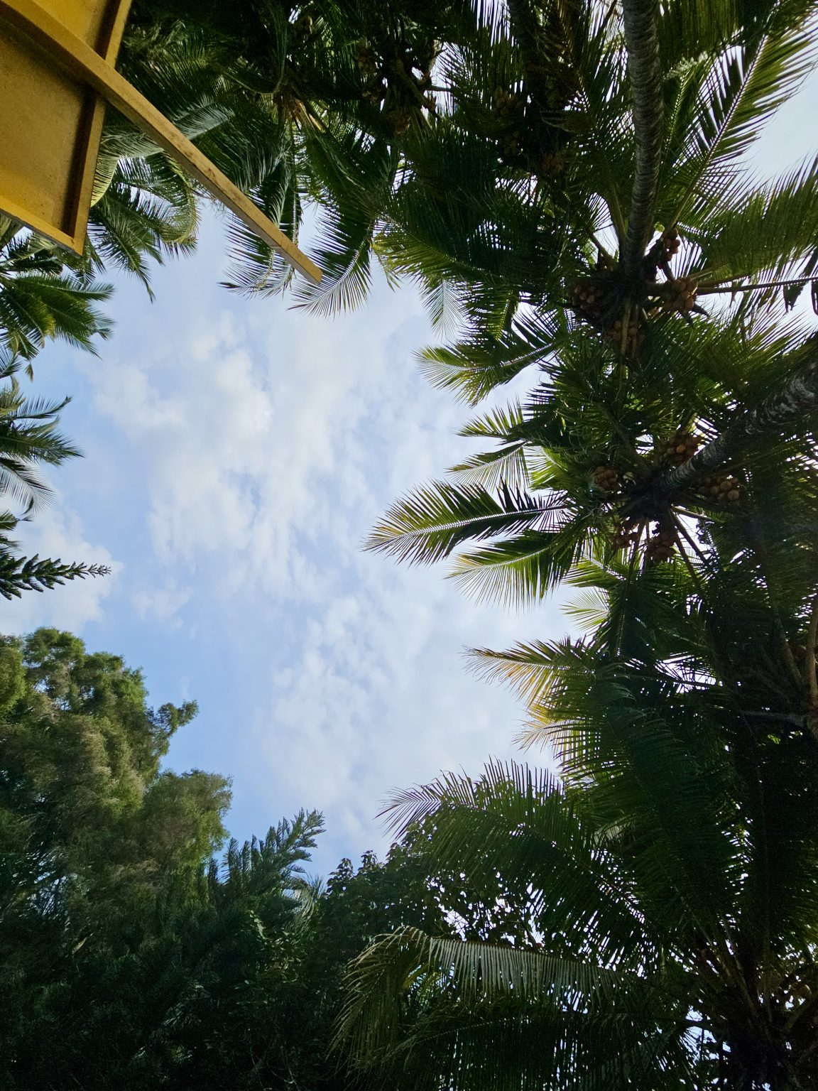 Tall coconut palms and feathery fronds frame a bright blue sky, creating a simple tropical landscape with an upward-looking perspective. Location: Ayamkudy, Kottayam, Kerala.