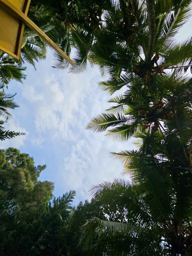 Tall coconut palms and feathery fronds frame a bright blue sky, creating a simple tropical landscape with an upward-looking perspective. Location: Ayamkudy, Kottayam, Kerala.