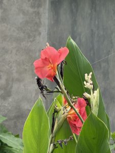 Vibrant pink flowers with orange centers and green leaves against a gray background.