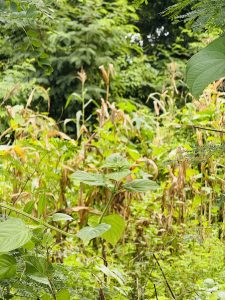 Lush green vegetation with broad leaves, grasses, and dense trees creating a vibrant natural landscape.