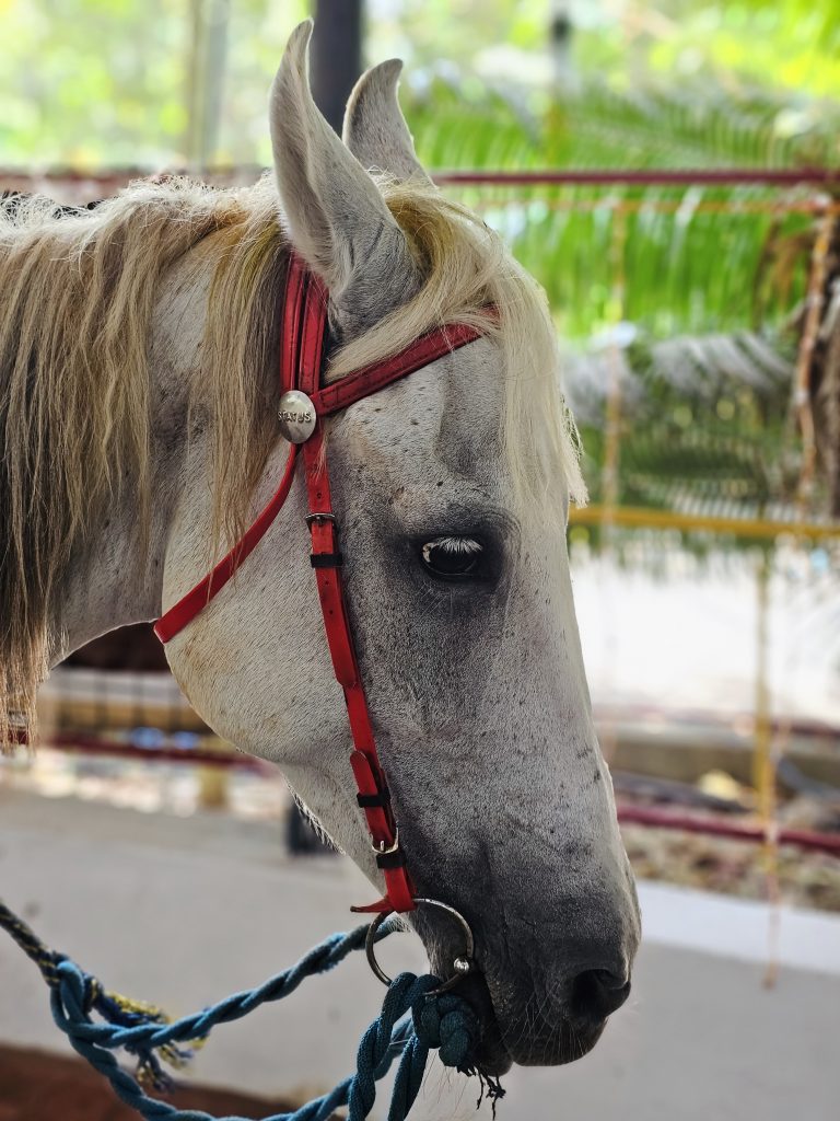 A close-up portrait of a white horse with a red bridle, highlighting its eye, facial features and long mane. The soft tropical background provides good separation from the subject. Location: Ayamkudy, Kottayam, Kerala
