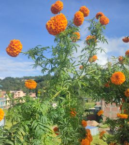 
A cluster of vibrant orange marigold flowers is blooming prominently against a clear blue sky. 