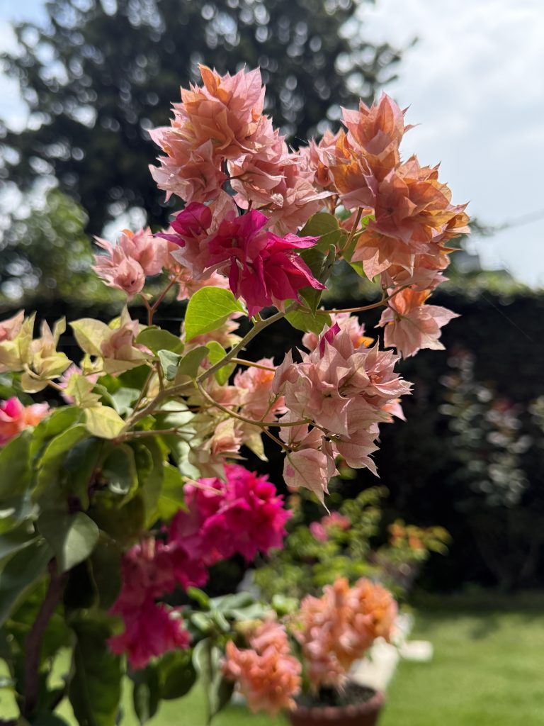 In the image, a cluster of vibrant bougainvillea flowers is prominently displayed.