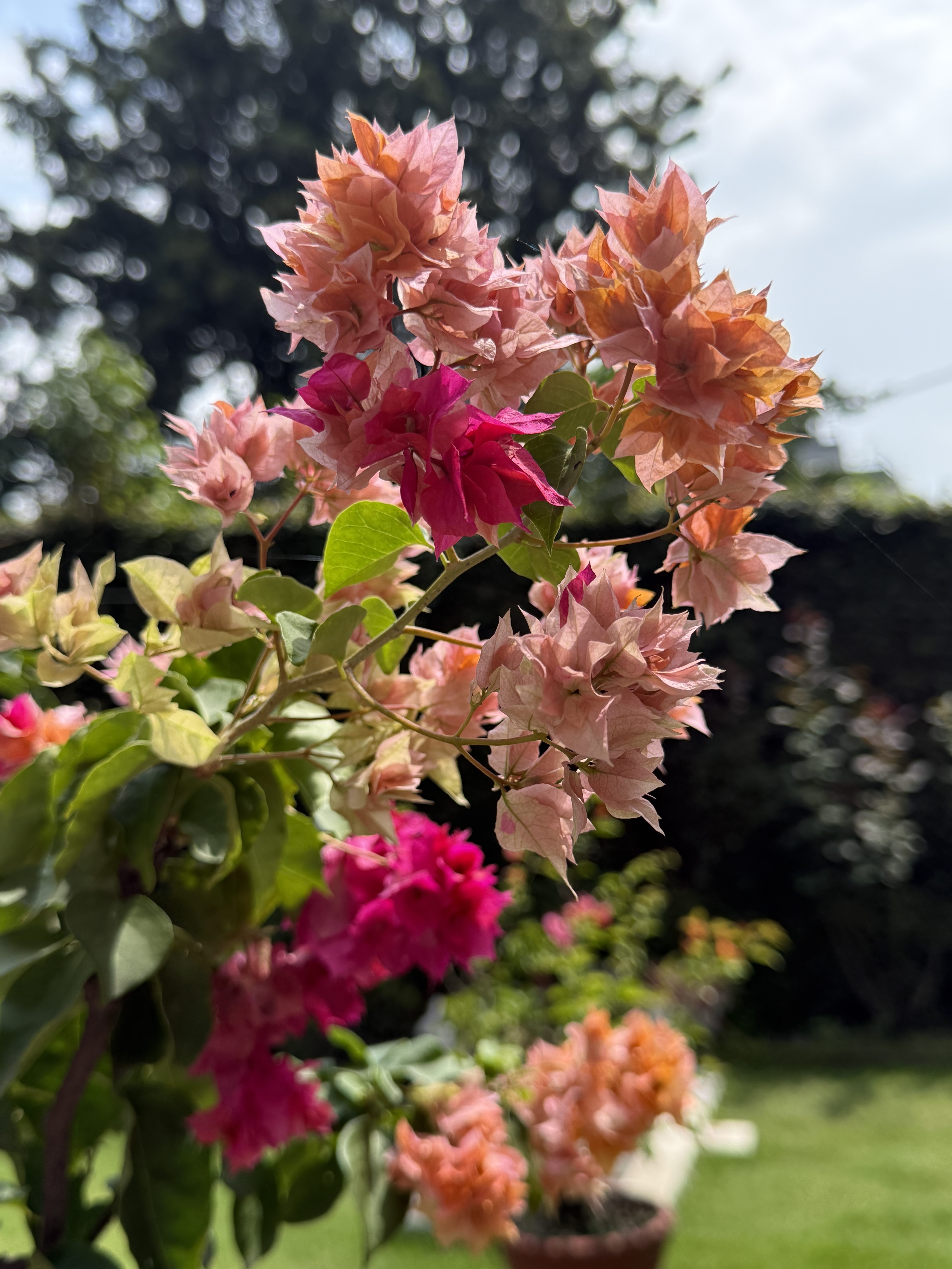 In the image, a cluster of vibrant bougainvillea flowers is prominently displayed.