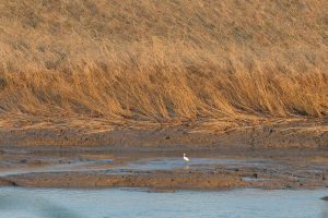 A serene landscape photograph captures a little egret standing in shallow water in a river. The background is dominated by golden brown reeds and grasses swaying gently in the breeze just before sunset. Muddy banks line the edge of the water, reflecting the sunlight. The water itself has a calm, reflective surface.

