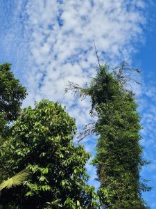 Tall and broad-leaved trees rise against a bright blue sky filled with scattered white clouds. The upward-looking composition creates a pleasant contrast between green foliage and the open sky. Location: Perumanna, Kozhikode, Kerala.