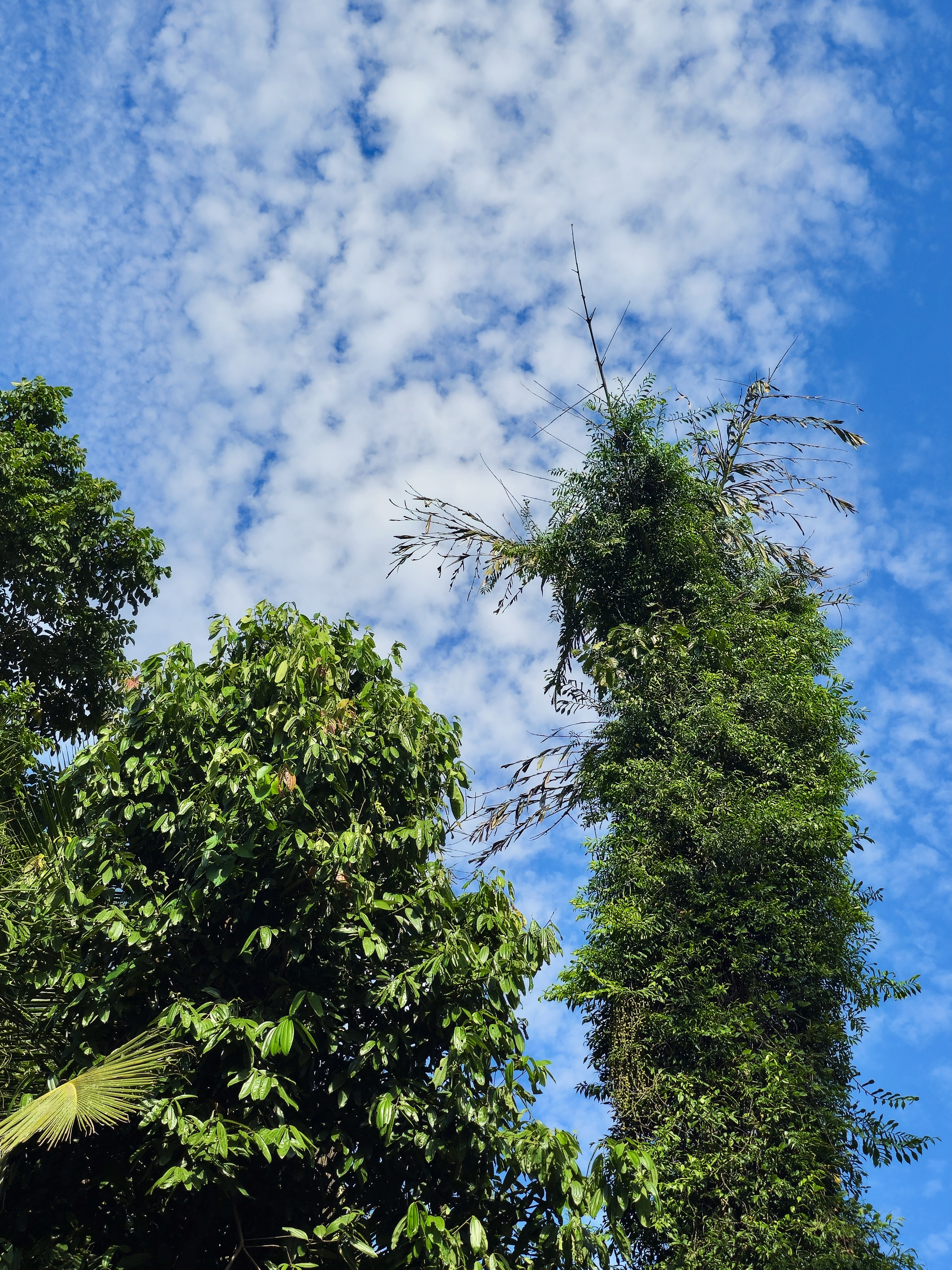 Tall and broad-leaved trees rise against a bright blue sky filled with scattered white clouds. The upward-looking composition creates a pleasant contrast between green foliage and the open sky. Location: Perumanna, Kozhikode, Kerala.