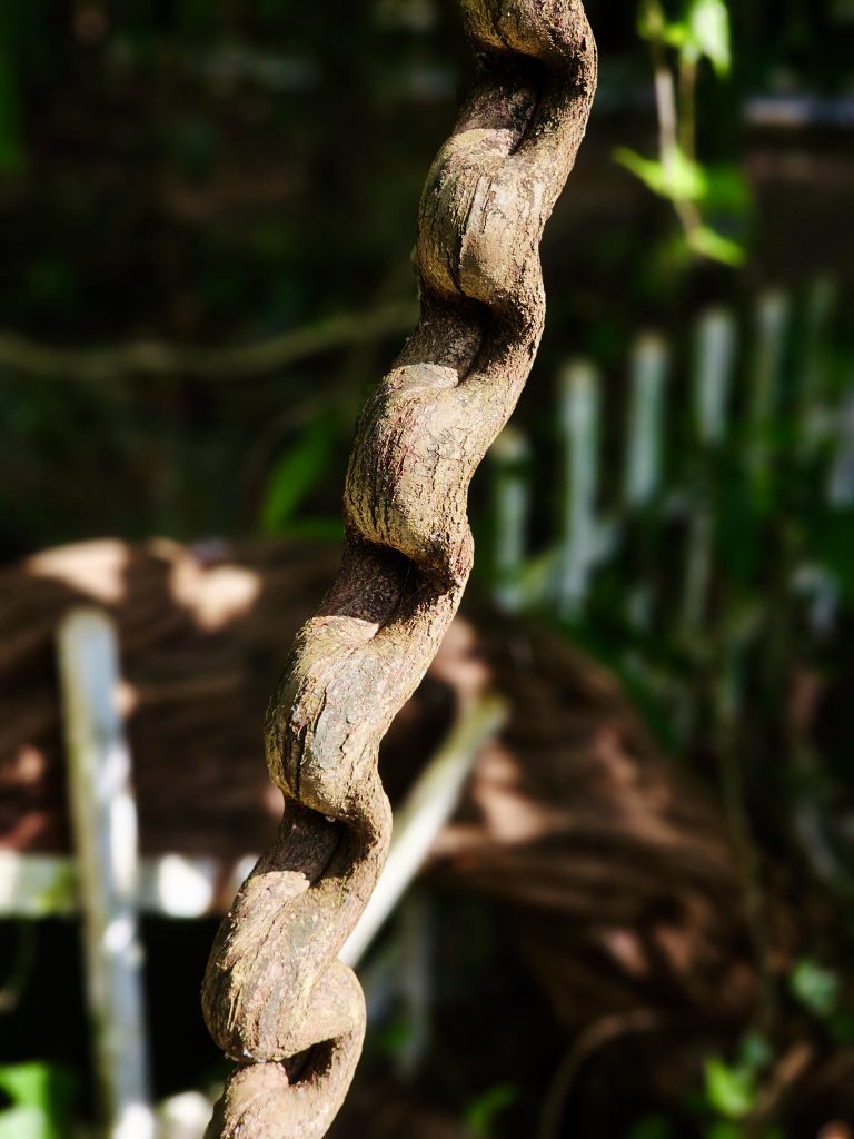 A striking, twisted monkey ladder vine (Bauhinia glabra) with deeply textured bark, photographed against a beautifully blurred green background. The strong vertical form and curves give the image an artistic quality. Location: Ayamkudy, Kottayam district, Kerala.