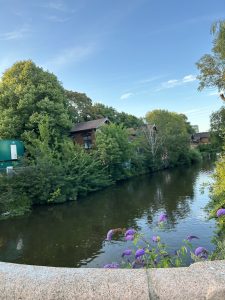 Urban canal lined with greenery and traditional houses, with purple flowers in the foreground.
