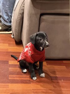 An adorable black puppy with white paws and a tender gaze sits on a wooden floor next to a beige armchair. He's wearing a slightly loose-fitting red knitted Christmas sweater with white motifs, completing a charming and cozy scene.