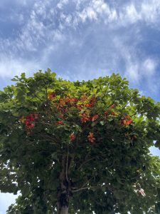 A lush green tree covered with clusters of bright orange-red fruit pods and black seeds beneath a blue, cloud-filled sky.

