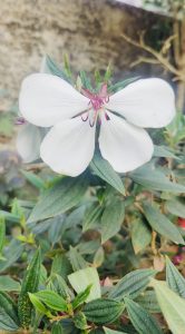 White butterfly-shaped flower.