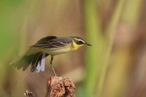 An eastern yellow wagtail perches on a dry vegetation among tall green grasses lifting its right leg stretching for a bit. The background features softly blurred greenery and browns.