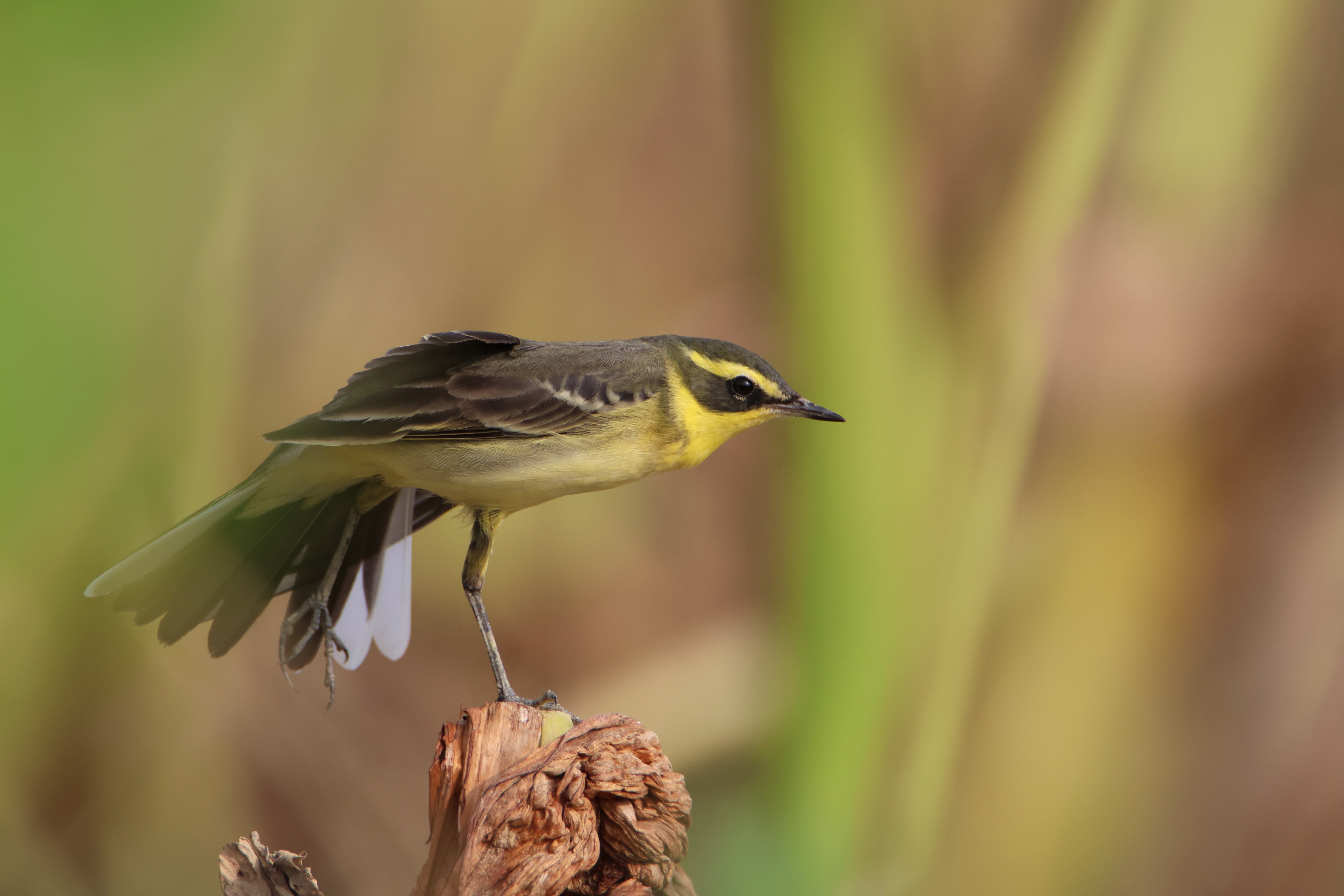 An eastern yellow wagtail perches on a dry vegetation among tall green grasses lifting its right leg stretching for a bit. The background features softly blurred greenery and browns.