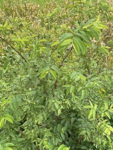 Young guava tree with dense green leaves and small unripe fruits, with a dry crop field in the background.