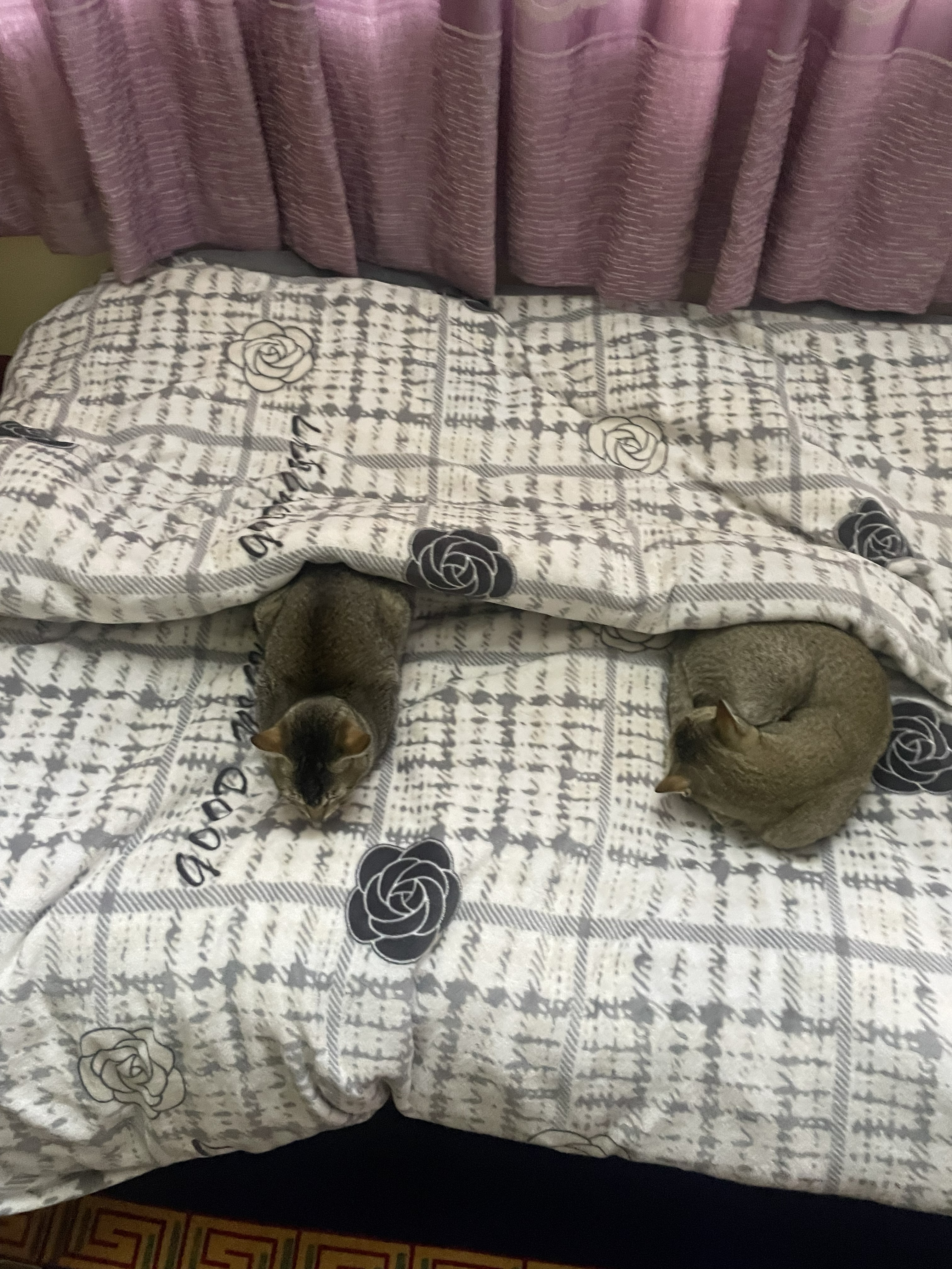 Two brown tabby cats resting on a patterned bedspread, partially covered by a blanket.