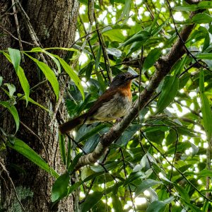 A small bird perches on a branch surrounded by vibrant green leaves