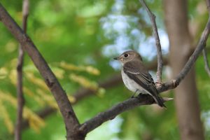 An Asian Brown Flycatcher perches on a branch among lush green foliage. They are plain brown flycatcher with a large-eyed appearance. Note bright white eyering and unmarked throat and underparts. Appears shorter- and plainer-winged than other similar brownish flycatchers.
