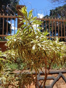 A leafy, variegated Dracaena reflexa plant with long, pointed leaves featuring green centers and yellow edges. 
