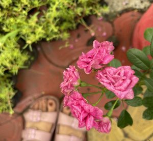 A bunch of small roses with shades of pink.