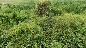 A dense patch of wild green bushes covered completely by thin yellow strands of parasitic dodder vines in an open field.