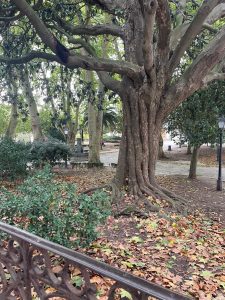 A large old tree with a gnarled trunk and green leaves in a quiet park during fall.