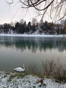 White swan swimming near a snow-covered riverbank framed by overhanging winter tree branches and a snowy hillside in the background.