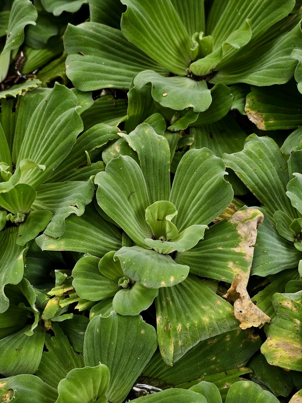 A dense cluster of green water lettuce plants fills the frame, showing their broad, textured leaves and natural patterns. Location: Ayamkudy, Kottayam, Kerala.