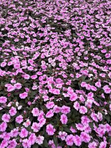 A dense bed of pink and white impatiens flowers, raindrops beading on the petals, fills the frame against dark green leaves.
