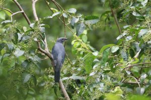 A Black-winged Cuckooshrike perched on a branch among green leaves and small berries. It has broad white tips to the tail feathers and dark sooty-gray upperparts. The background features blurred green vegetation.