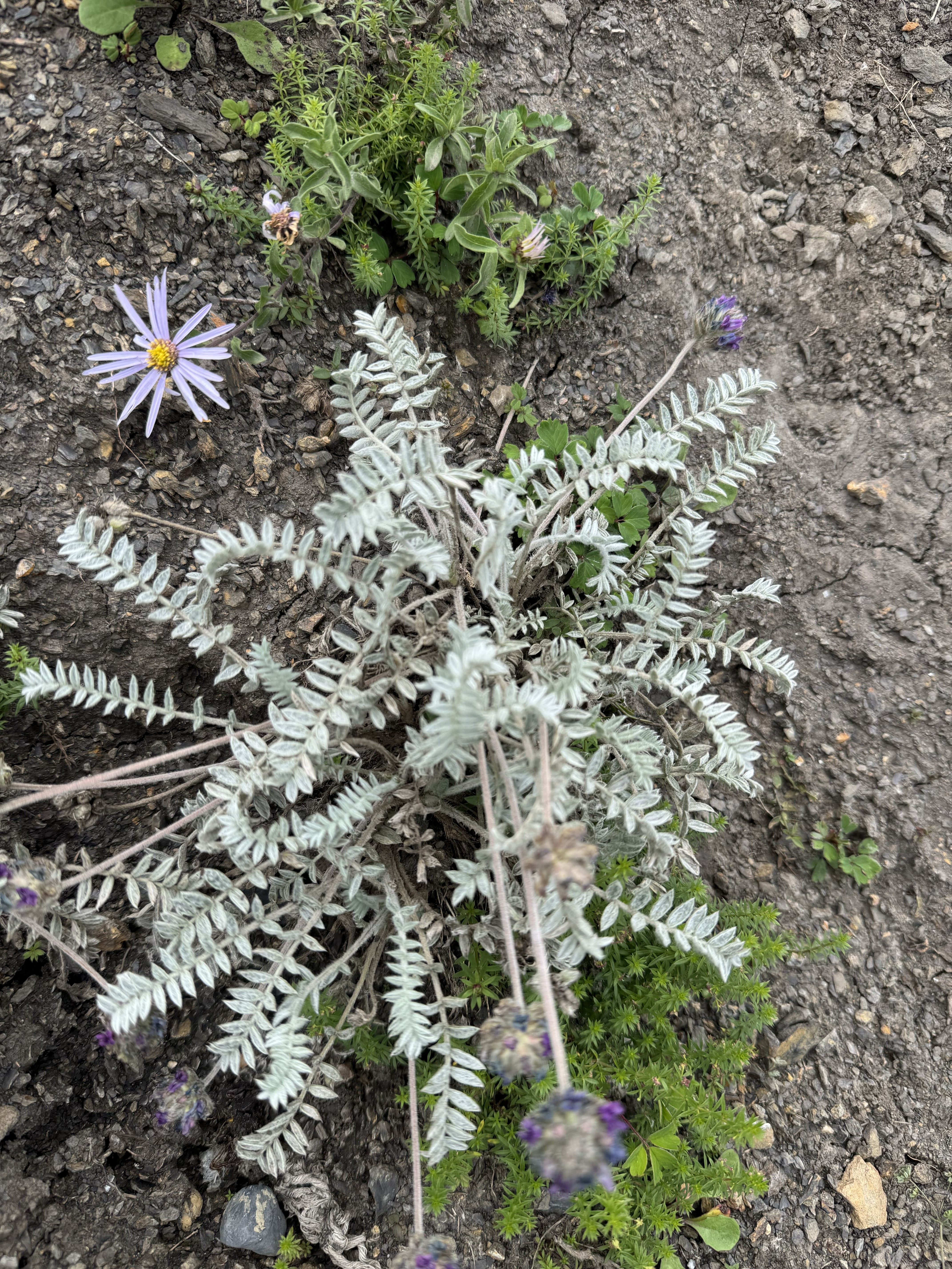 Silver-grey alpine plant with fern-like leaves growing in dry soil, with a small purple flower nearby.