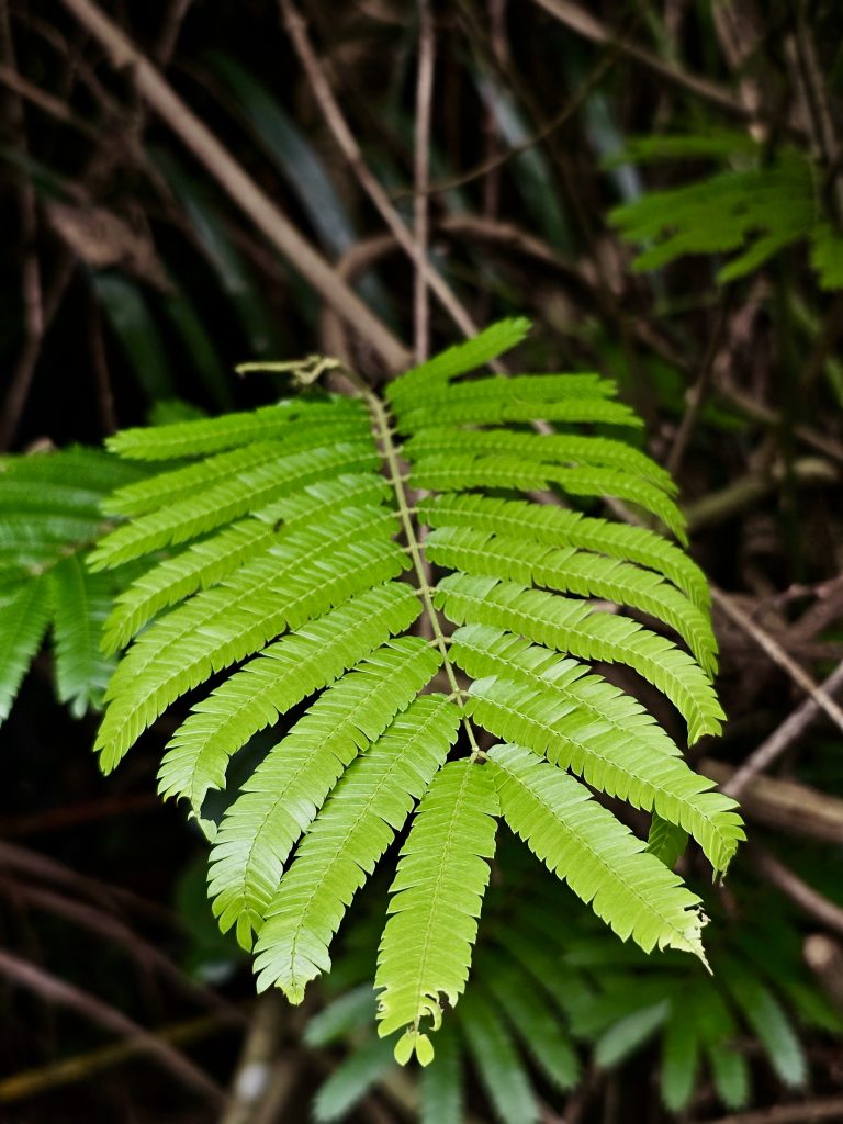 A fresh green fern frond stands out against a darker forest background, highlighting its delicate leaflets and natural symmetry. Location: Ayamkudy, Kottayam, Kerala.