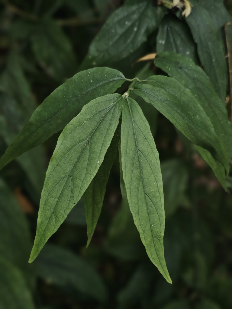 A clean botanical close-up of elongated green leaves of Clinacanthus nutans, with the central cluster and prominent veins providing a pleasing natural pattern. The dark, blurred background helps the leaves stand out. Location: Ayamkudy, Kottayam, Kerala.