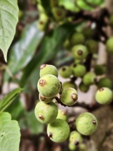 A detailed cluster of unripe green figs growing on a branch, with additional fruits softly blurred in the background. The composition creates strong depth and clearly shows the fruit's structure. Location: Ayamkudy, Kottayam, Kerala.
