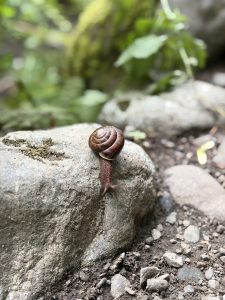 A close-up image of a snail climbing a rough, gray rock. The snail has a shiny, spiraled brown shell with darker stripes, and its body is reddish-brown. Surrounding the rock is a mixture of dirt and small pebbles, with some green plant foliage softly blurred in the background, creating a natural, outdoor setting. 
