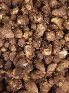 A close-up view of freshly harvested taro roots, commonly known as arbi or colocasia. Covered with soil and fine roots. Their varied shapes, rough textures, and earthy colors create a detailed natural-food photograph. Location: Poovattuparamba, Kozhikode, Kerala.
