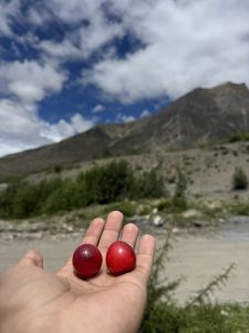 Two shiny red plums held in an open hand, with green trees and rocky mountains in the background.