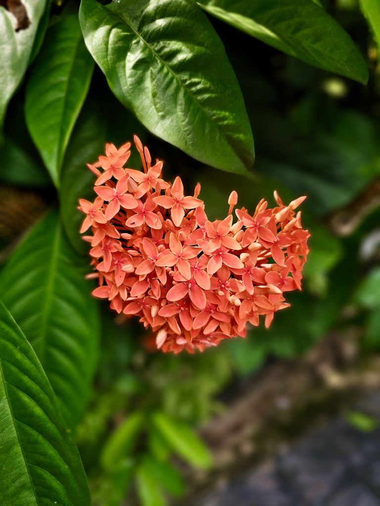 A vibrant cluster of orange-red flowers stands out sharply against dark green foliage. The shallow depth of field isolates the flowers and creates a soft, natural background. Location: Ayamkudy, Kottayam, Kerala.