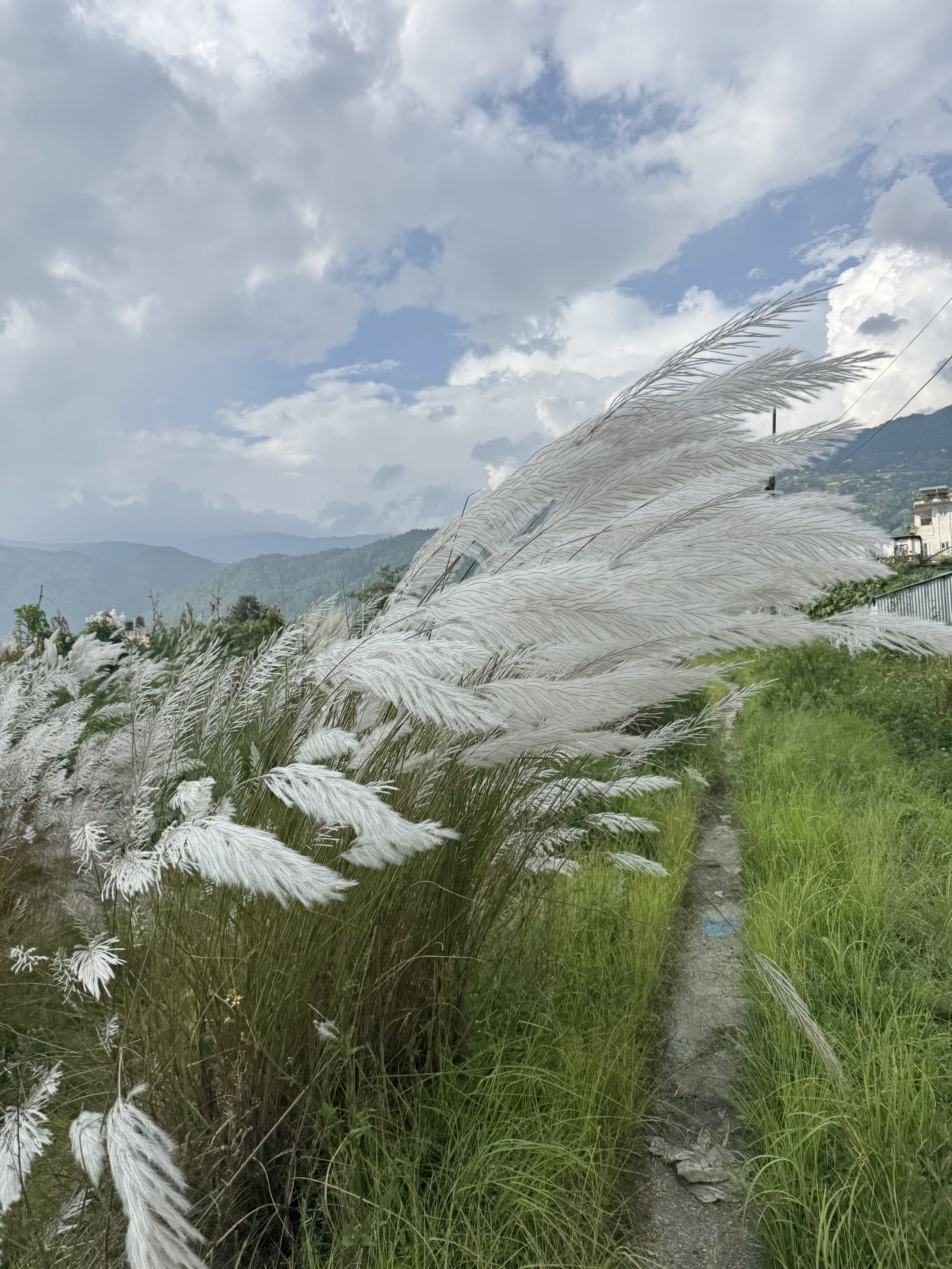 A scenic view of tall white wild reed plumes (Saccharum spontaneum / Kans grass) blowing in the wind along a grassy footpath, with mountains under a cloudy sky in the background