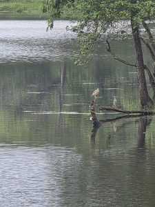 Weathered tree roots and branches emerging from a calm, dark lake with ripples and reflections.