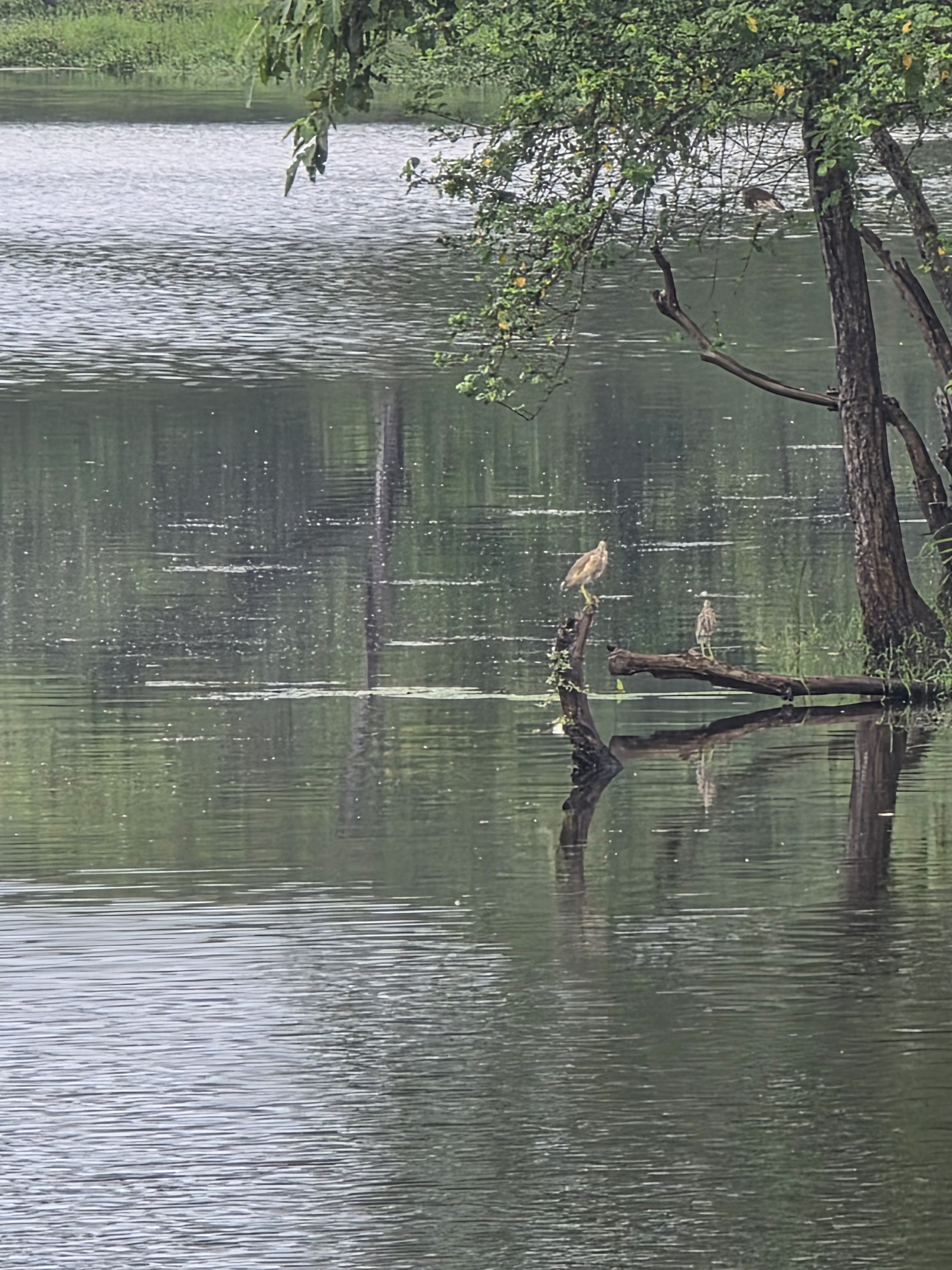 Weathered tree roots and branches emerging from a calm, dark lake with ripples and reflections.