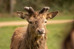 Close-up headshot portrait of a young red deer stag with growing velvet-covered antlers outdoors in natural sunlight.
