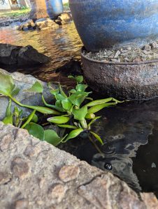Green aquatic plants growing in shallow water, surrounded by natural stones and blue pots.
