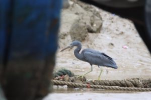 Seen through openings under a boat, a Pacific Reef Heron stands on a thick rope on a muddy beach. Pacific Reef Heron is small heron that hugs rocky coastlines. The bird in the photograph is a dark-morph individual which is entirely dark gray. It has a yellowish green bill and legs.
