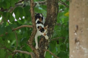 A cat is perched high in a tree trunk, its distinctive black, white, and orange markings clearly visible. The cat’s focused gaze suggests it’s intently observing something below. Lush green foliage forms a vibrant background, creating a natural and slightly blurred setting.
