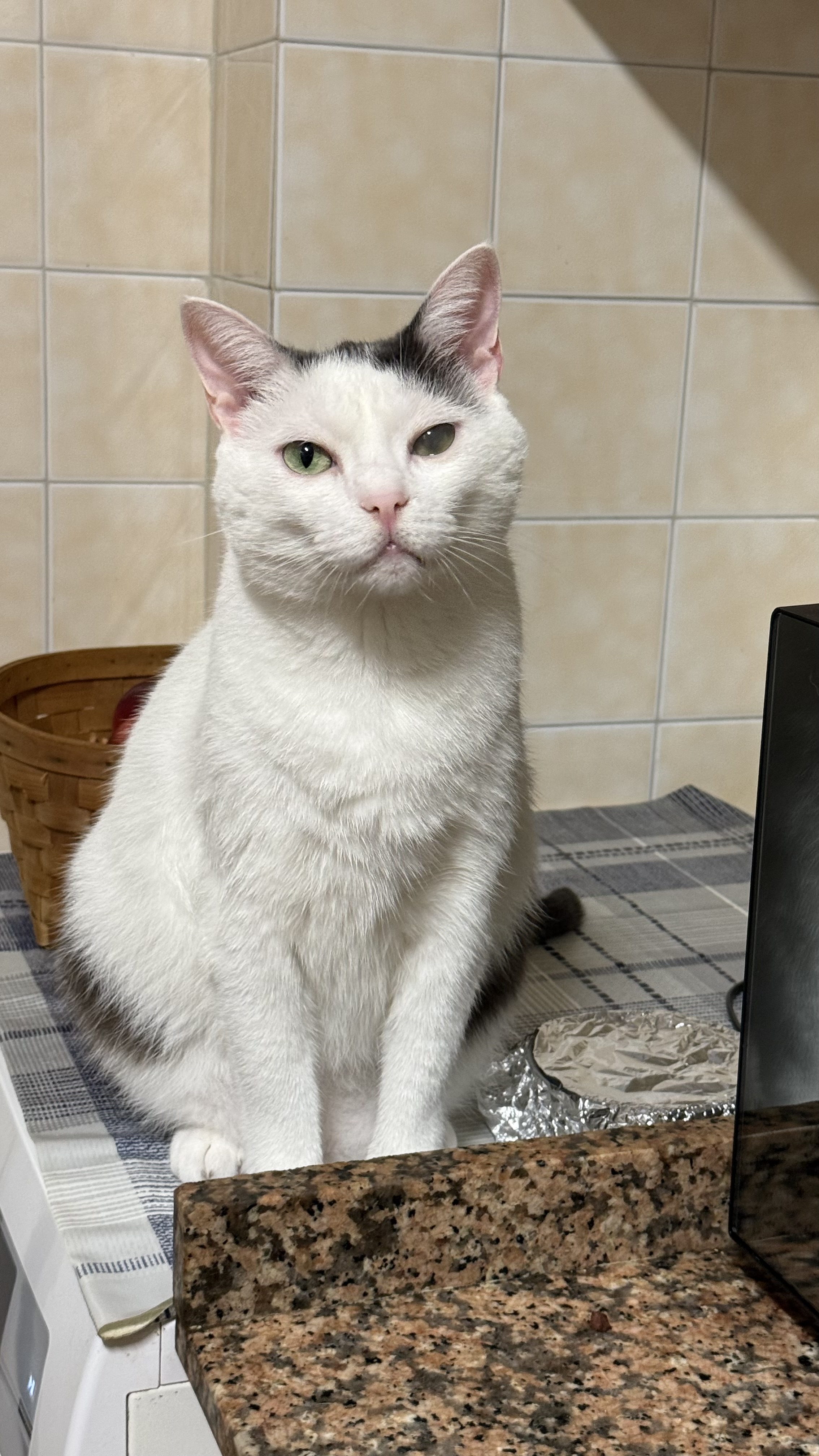 White cat with dark markings on its head, sitting on a checkered cloth on a kitchen counter in front of a beige tiled wall.