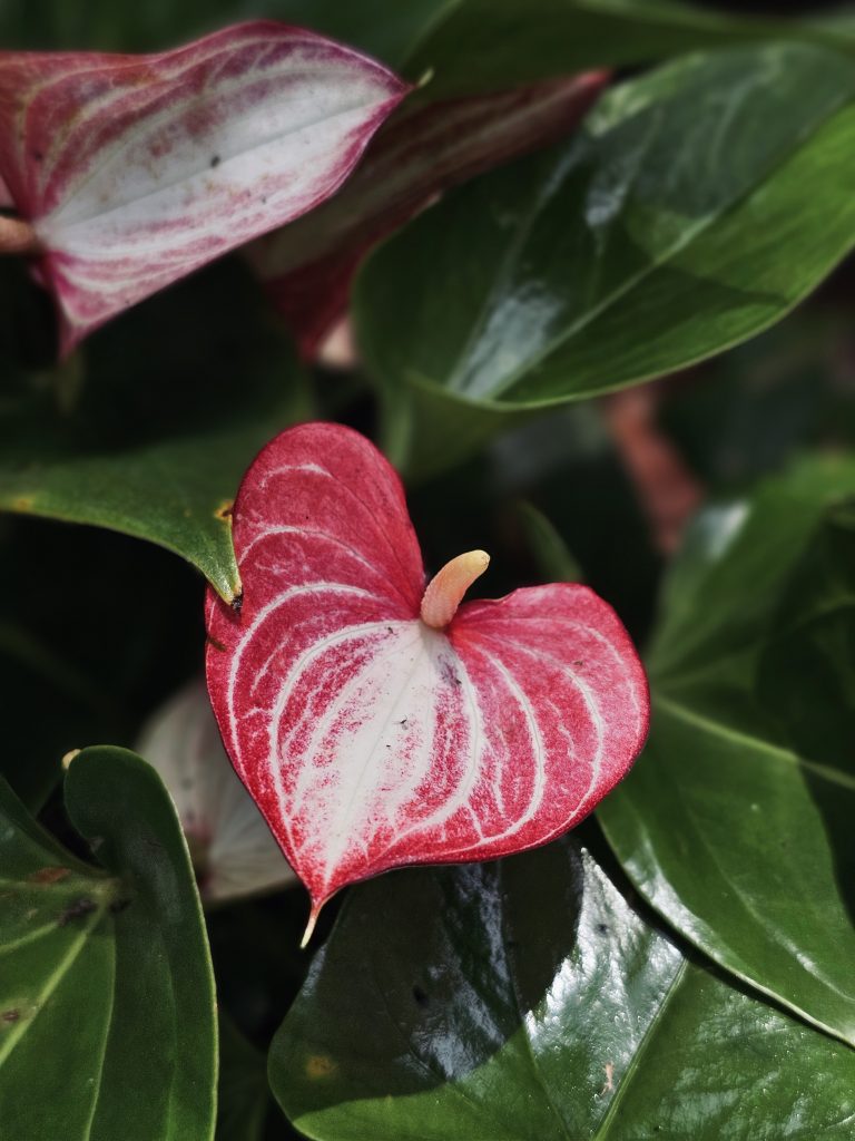 A vivid pink-and-white anthurium flower stands out among glossy green leaves. The detailed flower, rich colors, and dark, blurred background create a striking botanical close-up. Location: Ayamkudy, Kottayam, Kerala.