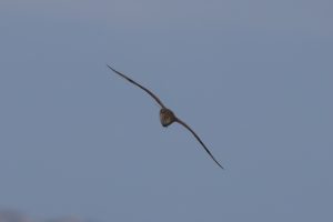 An Eurasian Whimbrel in-flight with wings fully extended against a pale blue sky.